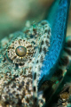   Taken Lembeh this was second time days had witnessed behaviour. Lizard fish sitting bottom waiting patiently its dinner give fight. Nikon D300 Subal Housing 105mm Inon Z240 Strobe. behaviour fight Strobe  
